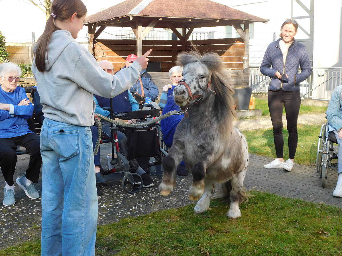 Pony Moppel